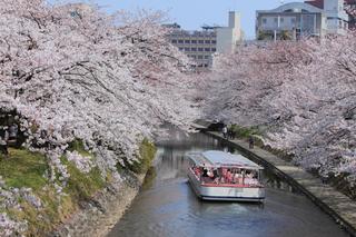 富山県有数のお花見ポイント　富山市の松川べり　高岡古城公園　二上山万葉ライン　氷見朝日山